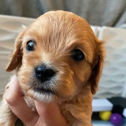 Sandy - Apricot female Cavapoo puppy in Van Alstyne, Texas from Home Grown Puppies