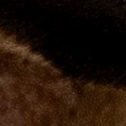 Bullmastiffs from Bullmastiffs