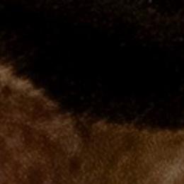 Bullmastiffs from Bullmastiffs