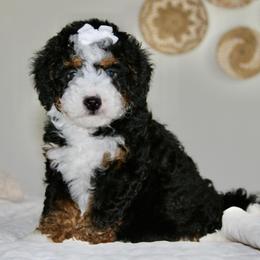 Dahlia - Tri-color female Bernedoodle puppy in Apple Creek, Ohio from Kathryn Troyer