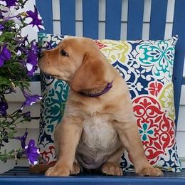 Dilute Retrievers from Tall Pine Labradors LLC