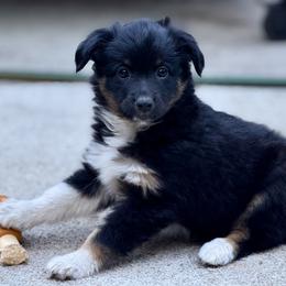 Rosemary - Black tri female Miniature American Shepherd puppy in Brush Prairie, Washington from Hillside Haven Farms