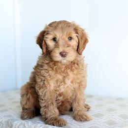 Emmy - Caramel female Australian Labradoodle puppy in Williamstown, New York from Lewis Manor Labradoodles