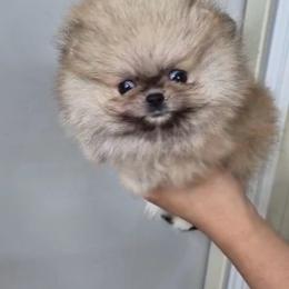 Peanut - Cream sable male Pomeranian puppy in Burbank, California from Haus of Pomeranians