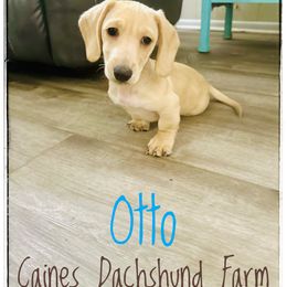 Otto - Cream male Dachshund puppy in Cincinnati, Ohio from Caines Dachshund Farm