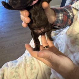 Cocker Spaniel Puppies from Cordova Cockers