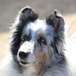Shetland Sheepdogs from Shooting Star Shelties