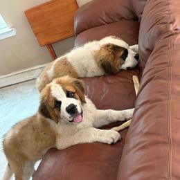 Girl 2 - White and brown female Saint Bernard puppy in Collins, Georgia from Stewart Saint
