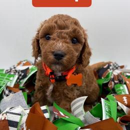 Snap- Orange Collar - Red  male Goldendoodle puppy in Cape Coral, Florida from Nay Nays Mini Doodles
