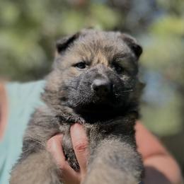Karly - Sable female German Shepherd puppy in Missoula, Montana from Spartan German Shepherds