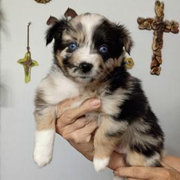 Millie - Blue merle female Miniature Australian Shepherd puppy in Copperas Cove, Texas from Aussies Acre
