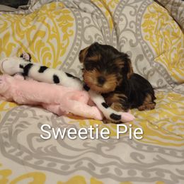 Sweetie Pie - Black and tan female Yorkshire Terrier puppy in Honoraville, Alabama from Yorkies by the Dozen