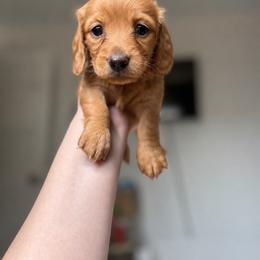 Little Girl - Red female Dachshund puppy in Kennewick, Washington from Mini Dachshund Collection