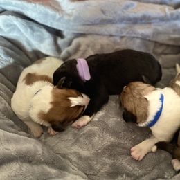 Pyredoodle puppies from Sweet Dixie Doodles