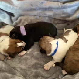 Pyredoodle puppies from Sweet Dixie Doodles