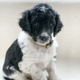 Chewy - Parti male Poodle puppy in Berthoud, Colorado from Yellow Dog Farm