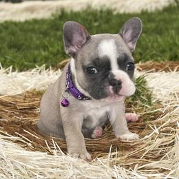French Bulldog Puppies from Orderofthebulldogs, LLC