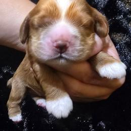 Bailey - Red male Cocker Spaniel puppy in Florence, South Carolina from Reddick's American Cocker Spaniels