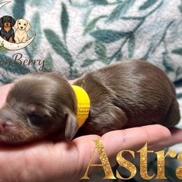 Astra AKC-CKC - Chocolate and tan female Dachshund puppy in Tecumseh, Oklahoma from MoonBerry Miniature Dachshunds