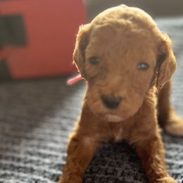 Girl 3 - Red  Goldendoodle puppy in Bluefield, Virginia from Love on a Leash