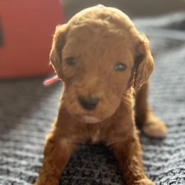 Girl 3 - Red  Goldendoodle puppy in Bluefield, Virginia from Love on a Leash