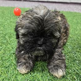 Teebo - Brindle and white male Shih Tzu puppy in Carthage, Missouri from Cooley's Cuddle Pups