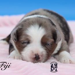 Fiji - Blue merle female Miniature Australian Shepherd puppy in Weeki Wachee, Florida from Arlington's Mini Aussies