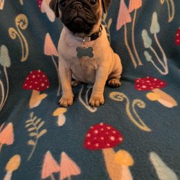 Pug Puppies from Lisa's Pugalicious Pugs