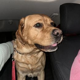 Toby - Labrador Retriever