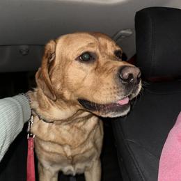 Toby - Labrador Retriever