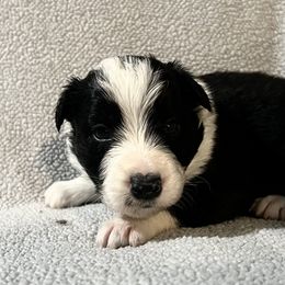 Pongo - Black and white male Border Collie puppy in Crawfordsville, Indiana from Rescued Dreams Border Collies
