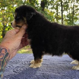 Boy 1 - Black tri male Miniature American Shepherd puppy in Bowling Green, Kentucky from Flawlessly Kennel