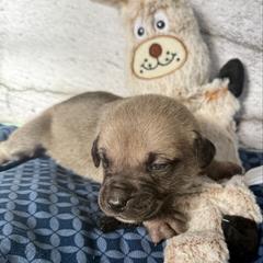 Bunny - Yellow female Black Mouth Cur puppy in Warsaw, Missouri from Heritage Cow Dogs