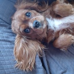Guinness - Cavalier King Charles Spaniel