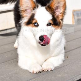 American Corgi and Pembroke Welsh Corgi Puppies from Blacktail Mountain Corgis