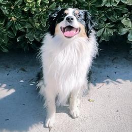 Nova - Miniature Australian Shepherd