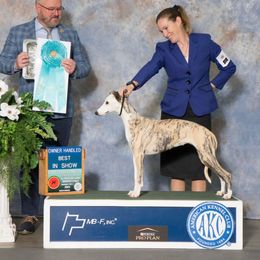 Marble - Whippet