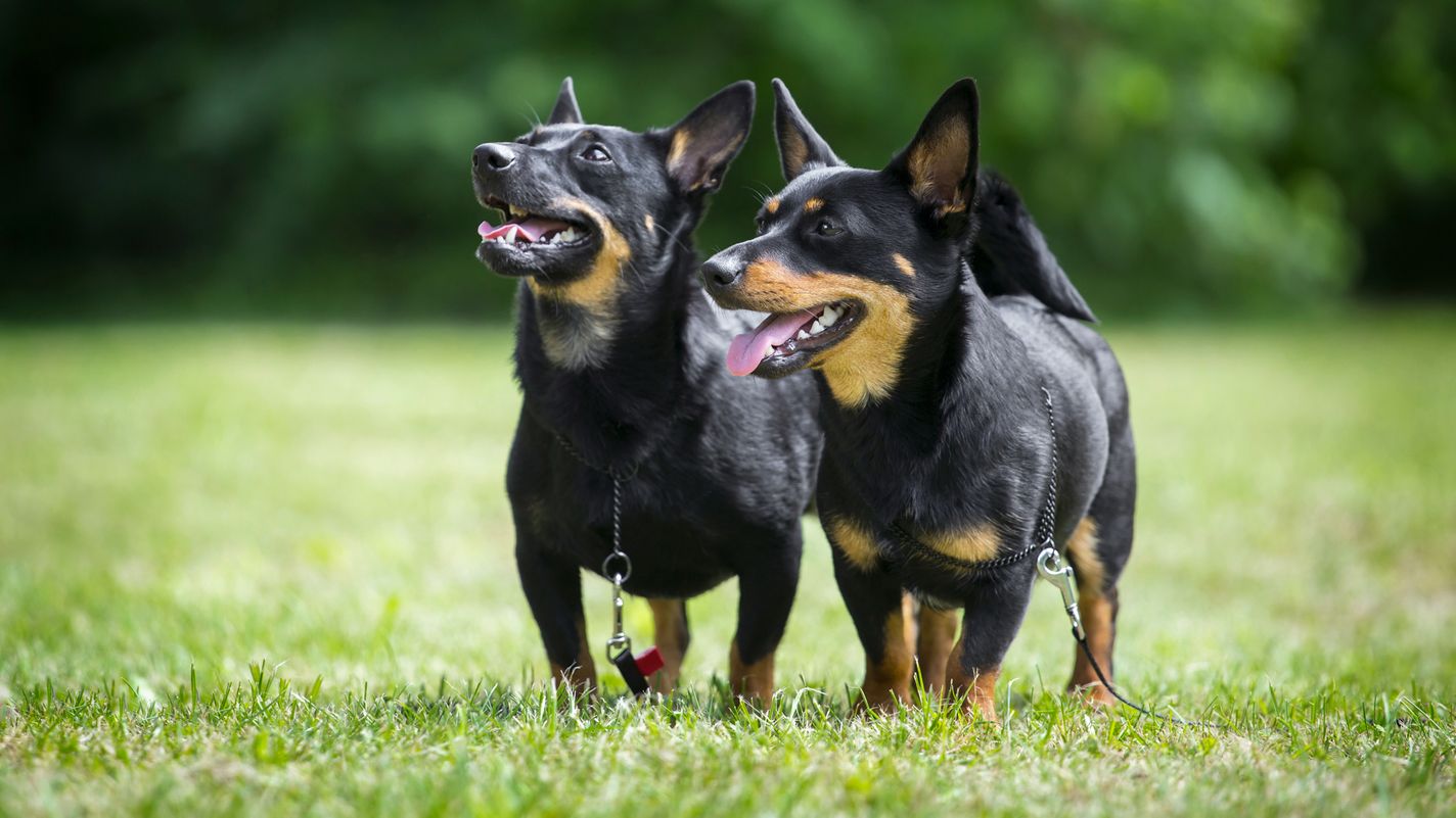 Lancashire Heeler