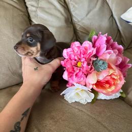 Holly - Chocolate and tan female Dachshund puppy in Senoia, Georgia from Honey Creek Doxies