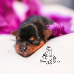 Yorkshire Terrier Puppies from Essence of Grace Yorkies