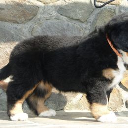 "Our breeding female: Monarda (FCI registered name Willow Bersaltyna) comes to us from Kennel Bersaltyna in Czech Republic." Bernese Mountain Dog Puppies from Grand Mesa Mountain Dogs