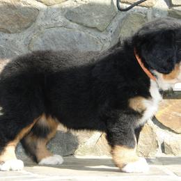 "Our breeding female: Monarda (FCI registered name Willow Bersaltyna) comes to us from Kennel Bersaltyna in Czech Republic." Bernese Mountain Dog Puppies from Grand Mesa Mountain Dogs