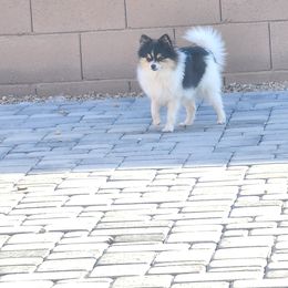 Theodore - Pomeranian