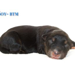 Soy - Black tri-color male Australian Shepherd puppy in Coldwater, Michigan from Northern Star Australian Shepherds