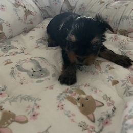 Kane - Blue and gold male Yorkshire Terrier puppy in Belpre, Ohio from Blackwoods Yorkies