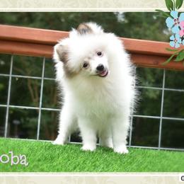 Boba - Cream sable parti female Pomeranian puppy in Cleveland, Georgia from Sourpatch Pomeranians