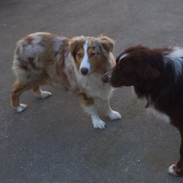 Australian Shepherds from Edwards Australian Shepherd