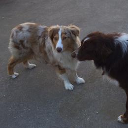 Australian Shepherds from Edwards Australian Shepherd