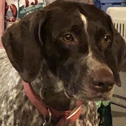 German Shorthaired Pointers from Eartheart Breeders