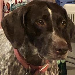 German Shorthaired Pointers from Eartheart Breeders